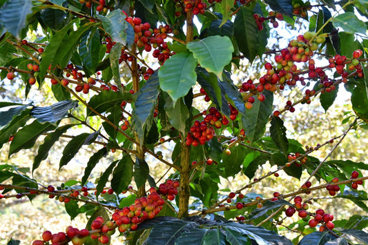 Ethiopian Gr1 anaerobic fermented green coffee