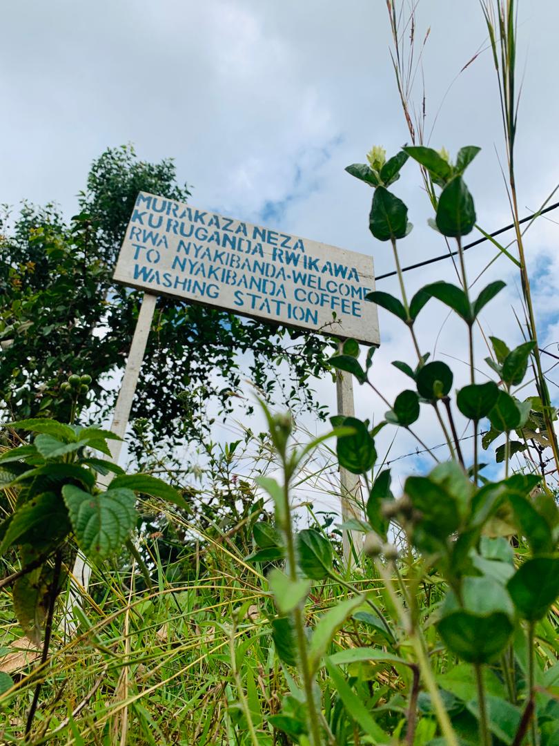 Rwanda Nyakibanda Natural (רואנדה ) נטורל ניאקיבנדה | קפה ירוק | לפי ק"ג