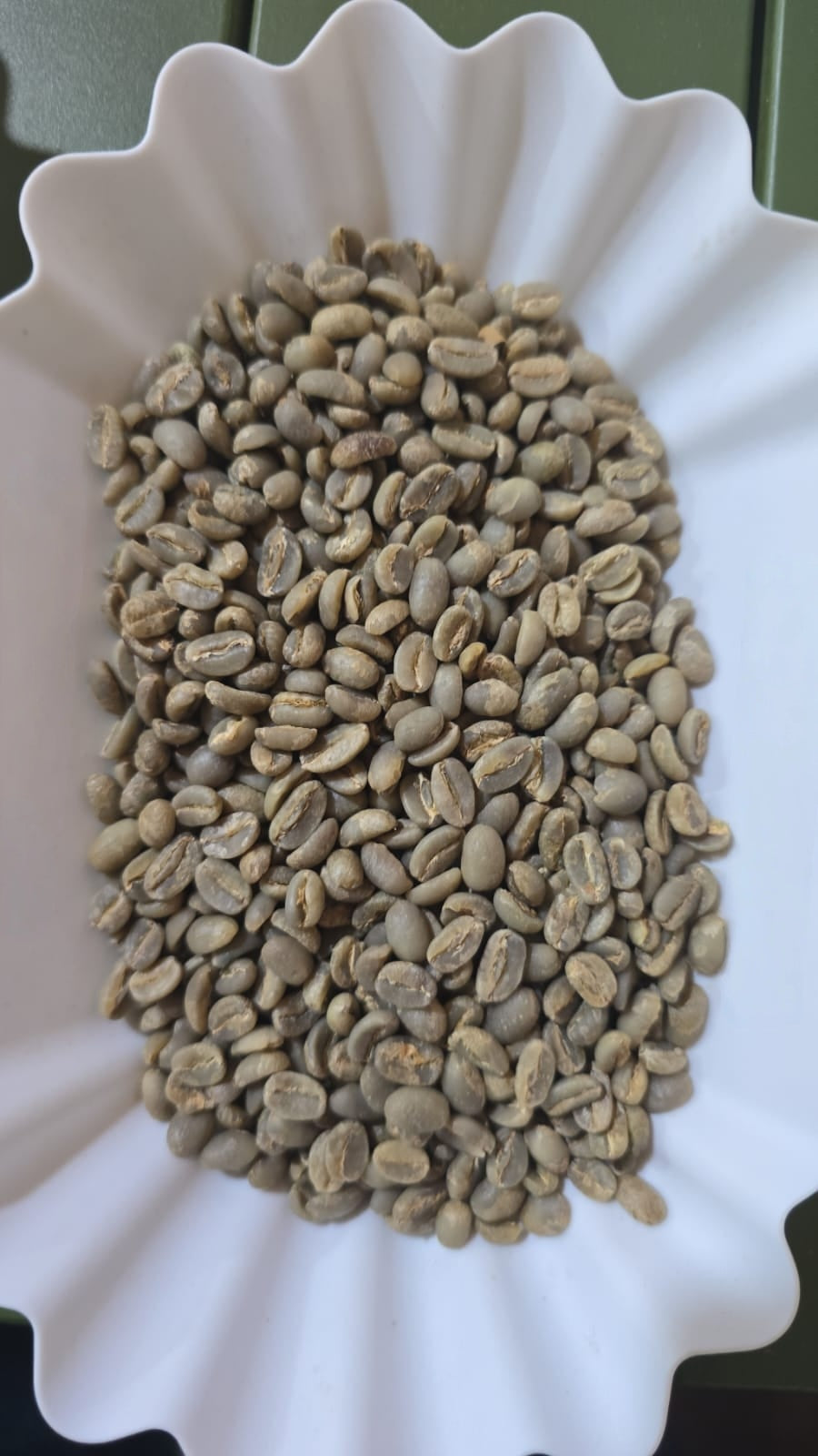 ירגשף G2 קוצ'רה אורגני 24-25