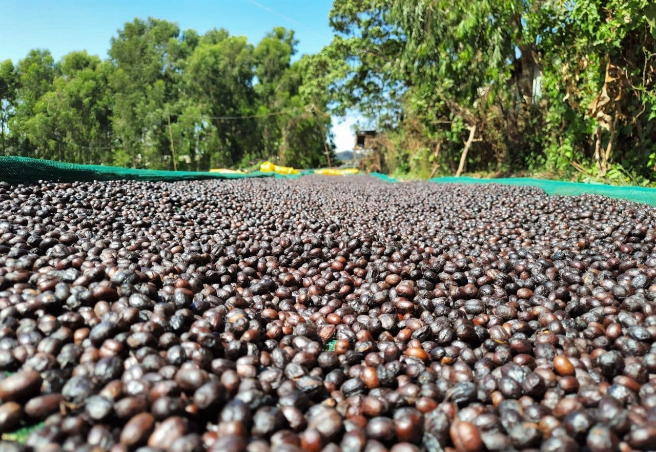 Goji Natural Ethiopia Gr4