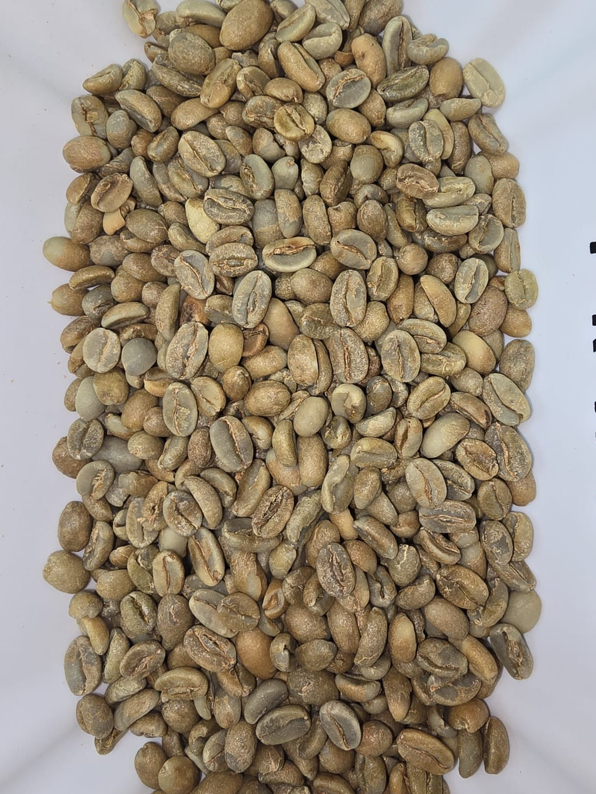 Ethiopian Gr1 anaerobic fermented green coffee