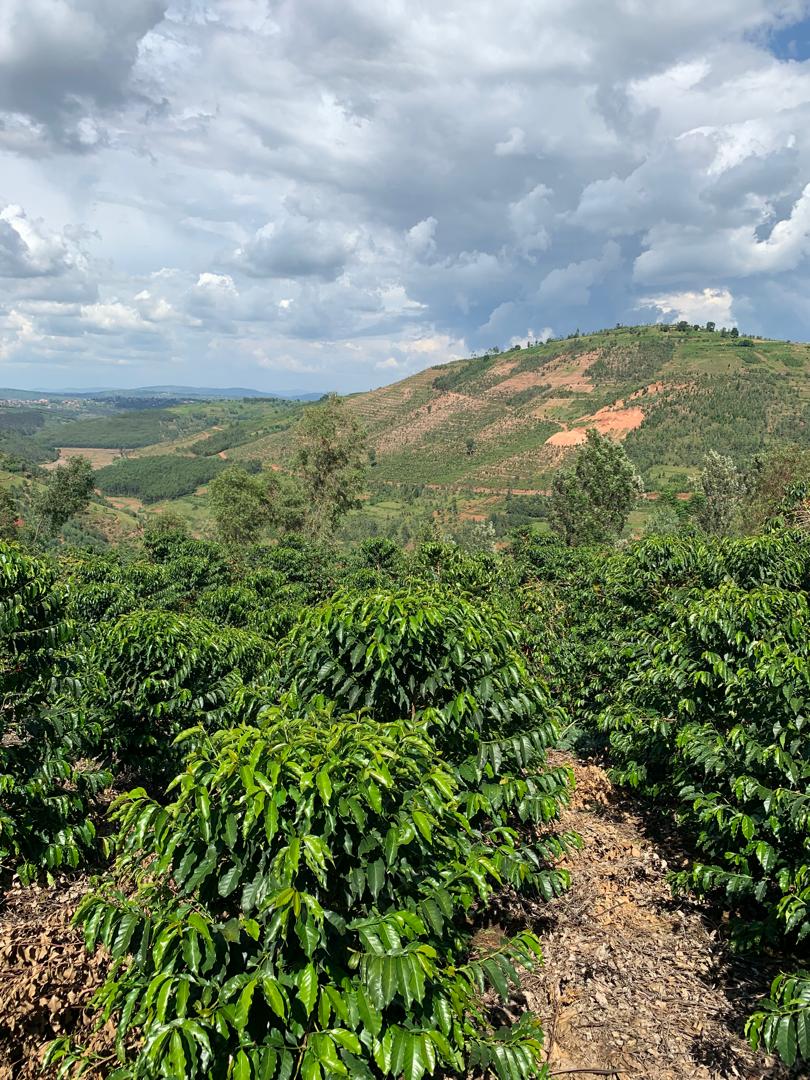 Rwanda Nyakibanda Washed  (רואנדה ניאקיבנדה שטוף) קפה ירוק | לפי ק"ג | קיימת הנחת כמות