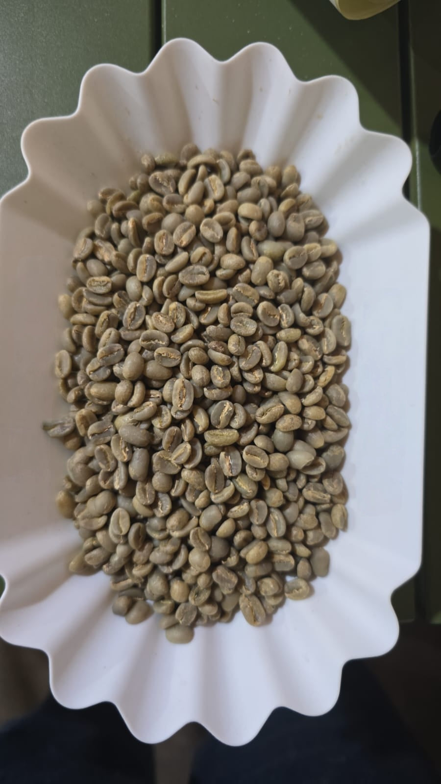 יירגשף שטוף G1 עונה 24-25