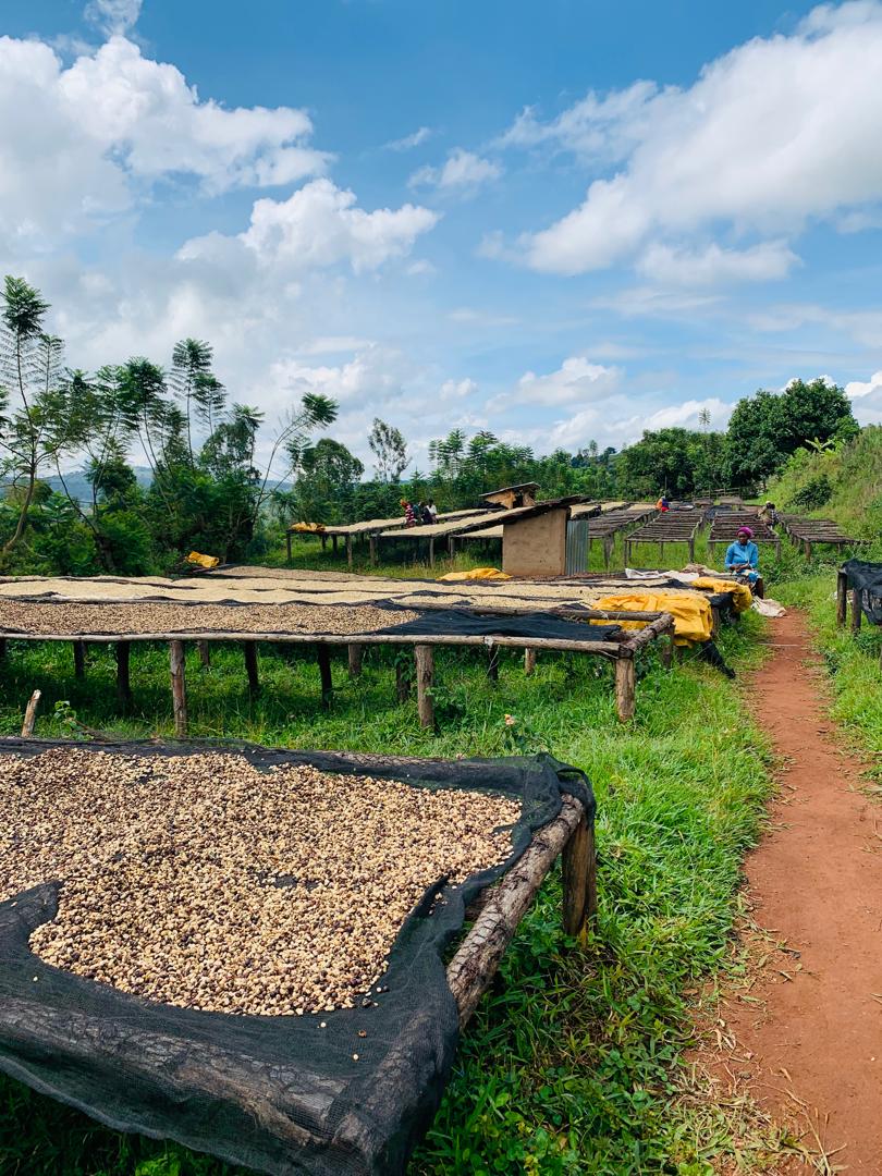 Rwanda Nyakibanda Washed  (רואנדה ניאקיבנדה שטוף) קפה ירוק | לפי ק"ג | קיימת הנחת כמות