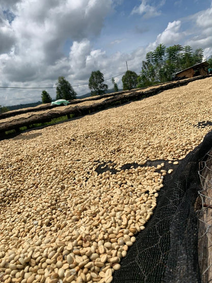Rwanda Nyakibanda Washed  (רואנדה ניאקיבנדה שטוף) קפה ירוק | לפי ק"ג | קיימת הנחת כמות