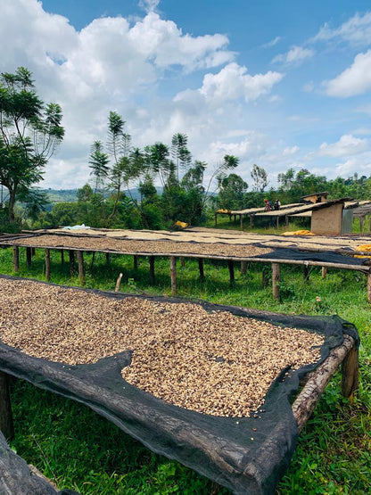 Rwanda Nyakibanda Washed  (רואנדה ניאקיבנדה שטוף) קפה ירוק | לפי ק"ג | קיימת הנחת כמות