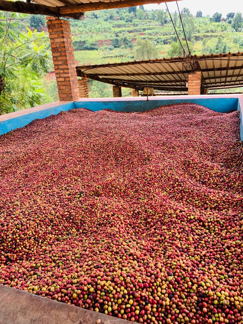 Rwanda Nyakibanda Natural (רואנדה  ) נטורל ניאקיבנדה | קפה ירוק | לפי ק"ג