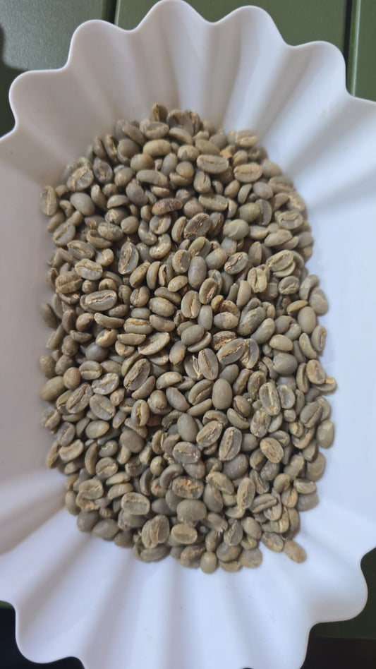 ירגשף G2 קוצ'רה אורגני 24-25